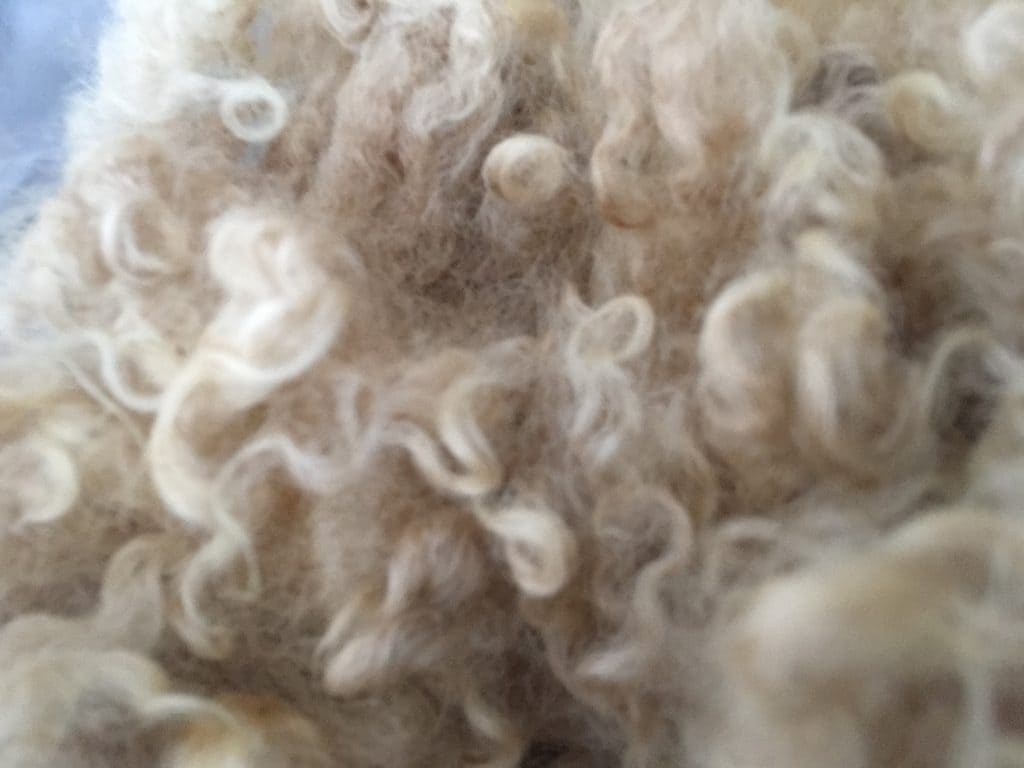 100% Shetland Wool Fleece - Washed - Echo Valley Farm